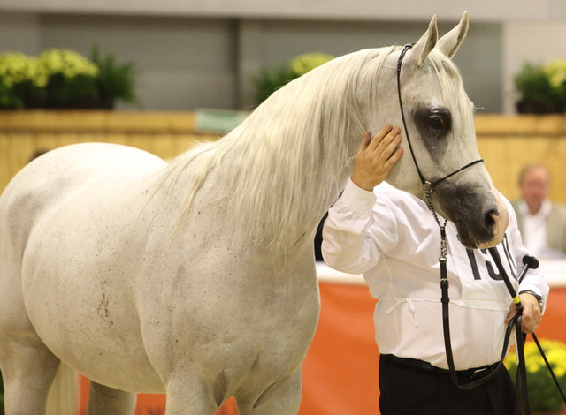 2011 All Nations Cup - Aachen, Germany 