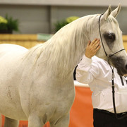 2011 All Nations Cup - Aachen, Germany 