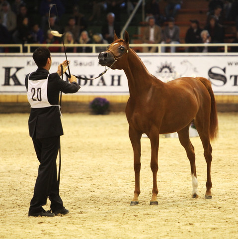2011 All Nations Cup - Aachen, Germany 