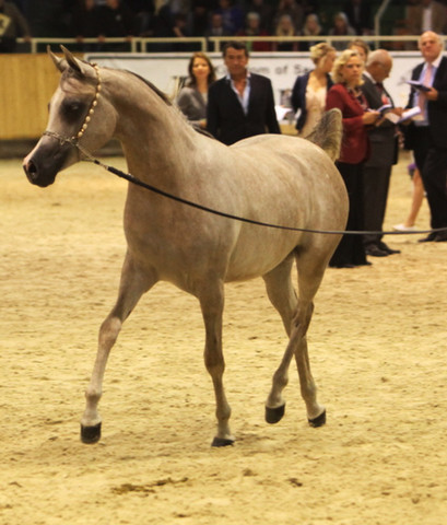 2011 All Nations Cup - Aachen, Germany 