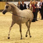 2011 All Nations Cup - Aachen, Germany 