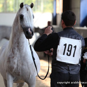 2011 All Nations Cup - Aachen, Germany 
