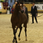 2011 All Nations Cup - Aachen, Germany 