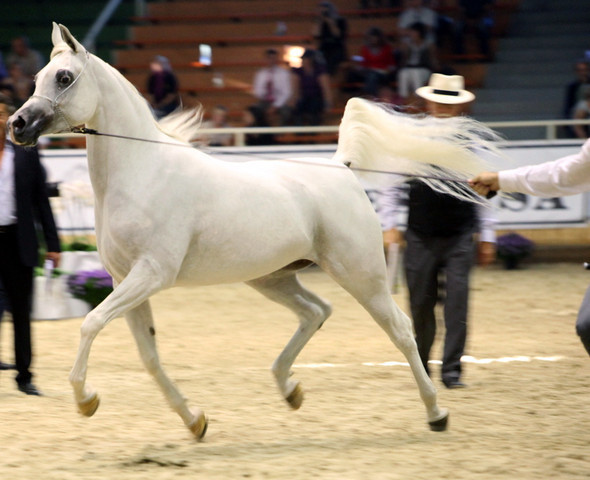2011 All Nations Cup - Aachen, Germany 