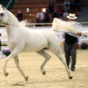 2011 All Nations Cup - Aachen, Germany 