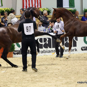 2011 All Nations Cup - Aachen, Germany 