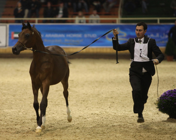 2011 All Nations Cup - Aachen, Germany 