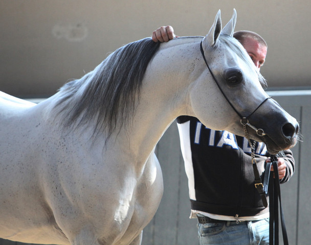 2011 All Nations Cup - Aachen, Germany 