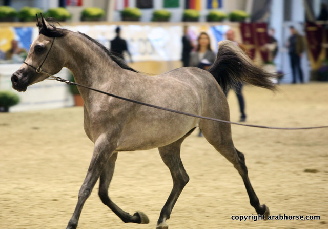 2011 All Nations Cup - Aachen, Germany 