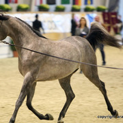 2011 All Nations Cup - Aachen, Germany 