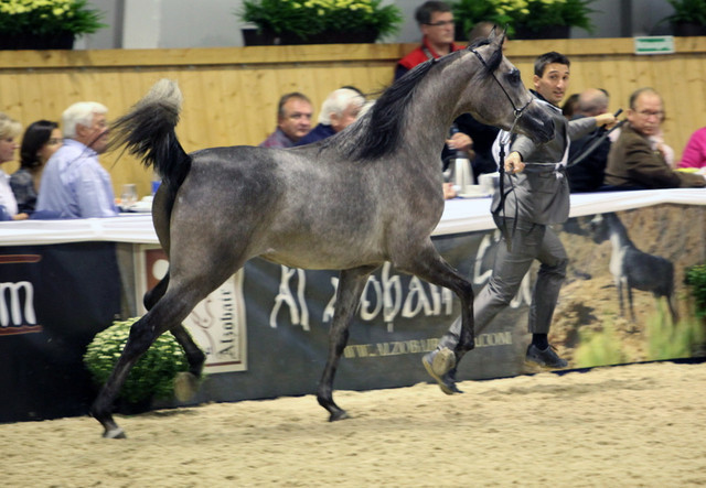 2011 All Nations Cup - Aachen, Germany 