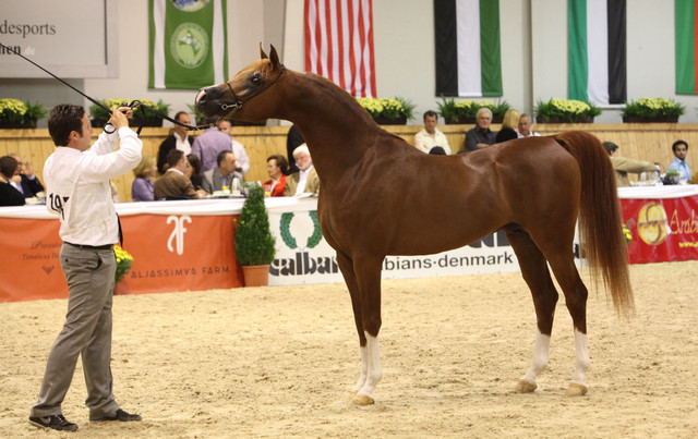2011 All Nations Cup - Aachen, Germany 