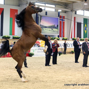 2011 All Nations Cup - Aachen, Germany 