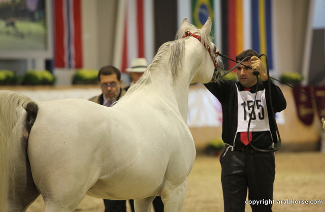 2011 All Nations Cup - Aachen, Germany 
