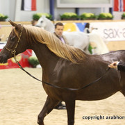 2011 All Nations Cup - Aachen, Germany 