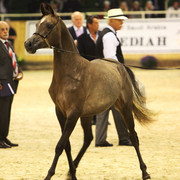 2011 All Nations Cup - Aachen, Germany 