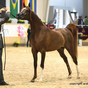 2011 All Nations Cup - Aachen, Germany 