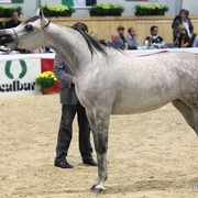 2011 All Nations Cup - Aachen, Germany 