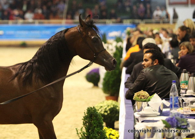 2011 All Nations Cup - Aachen, Germany 
