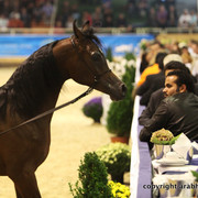 2011 All Nations Cup - Aachen, Germany 