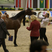 2011 All Nations Cup - Aachen, Germany 