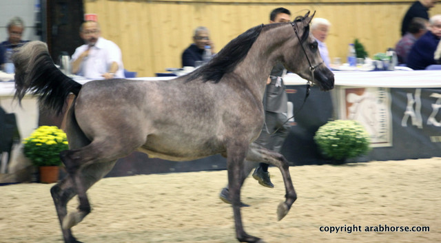 2011 All Nations Cup - Aachen, Germany 
