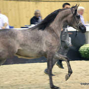 2011 All Nations Cup - Aachen, Germany 