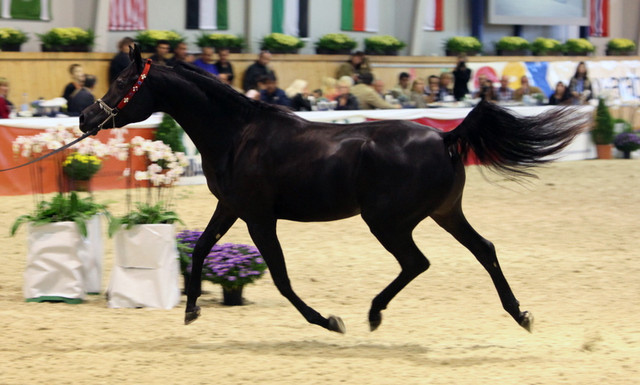 2011 All Nations Cup - Aachen, Germany 
