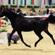 2011 All Nations Cup - Aachen, Germany 
