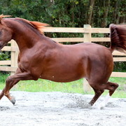 Schoukens Open House