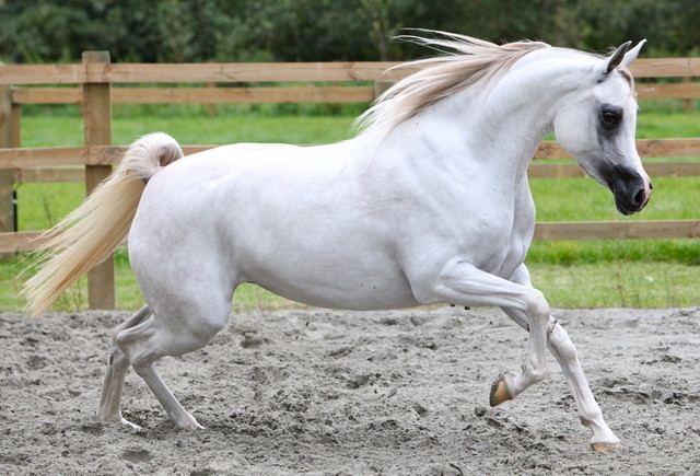 Schoukens Open House