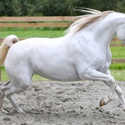 Schoukens Open House