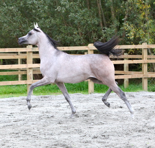 Schoukens Open House