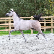 Schoukens Open House