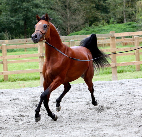 Schoukens Open House