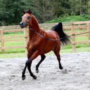 Schoukens Open House