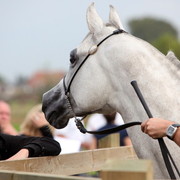 Schoukens Open House