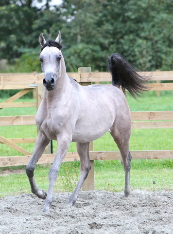 Schoukens Open House