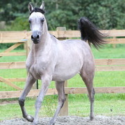 Schoukens Open House