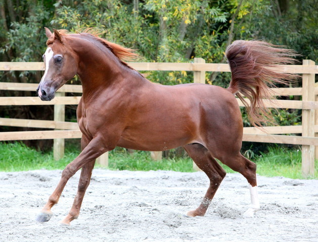 Schoukens Open House