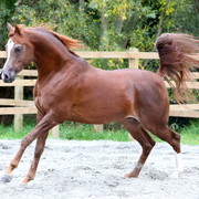 Schoukens Open House