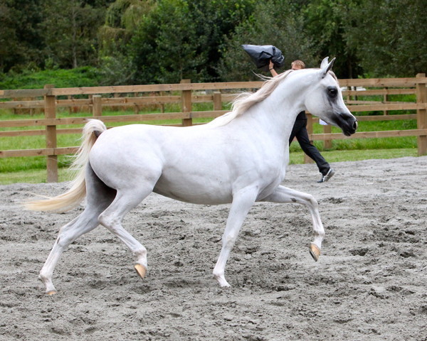 Schoukens Open House