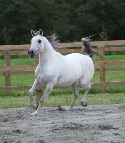 Schoukens Open House
