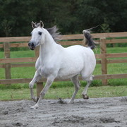 Schoukens Open House