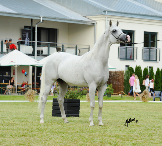 The 2011 Polish National Championships & Pride of Poland Sale