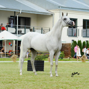 The 2011 Polish National Championships & Pride of Poland Sale