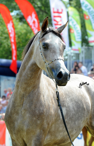 The 2011 Polish National Championships & Pride of Poland Sale