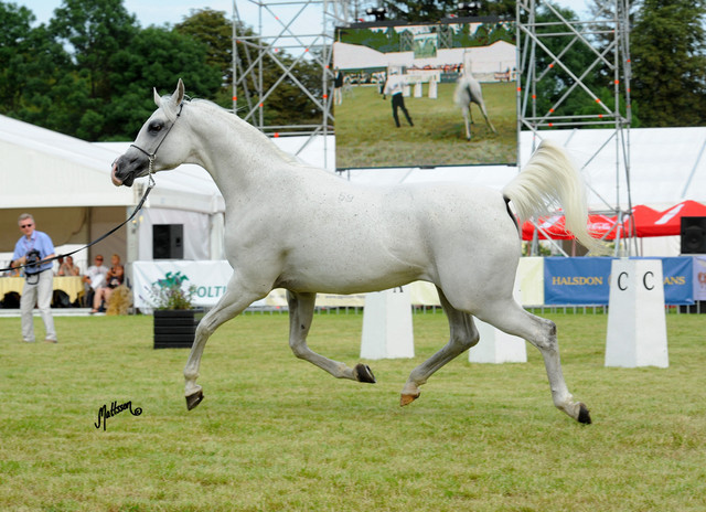The 2011 Polish National Championships & Pride of Poland Sale