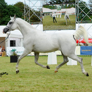 The 2011 Polish National Championships & Pride of Poland Sale