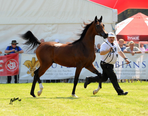 The 2011 Polish National Championships & Pride of Poland Sale